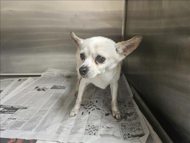 Chica, Chihuahua
