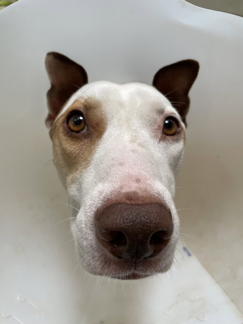 LUCY, a dog for adoption from North Central Animal Care and Control