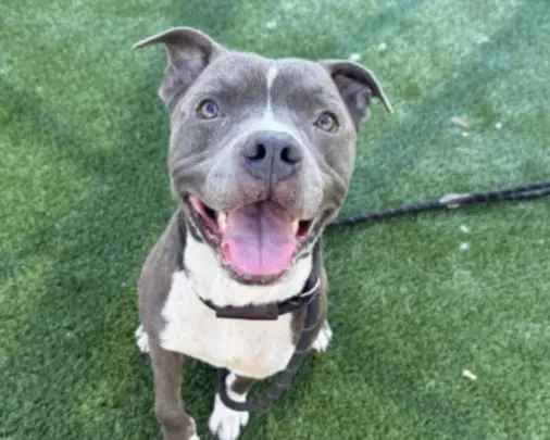 Sebastian - Pit Bull Terrier