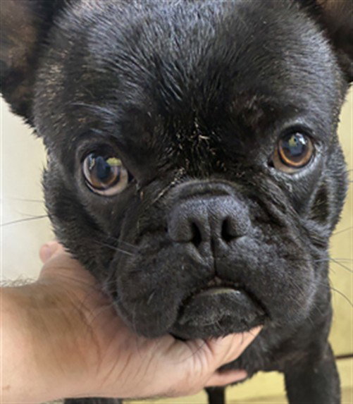 Smush, French Bulldog