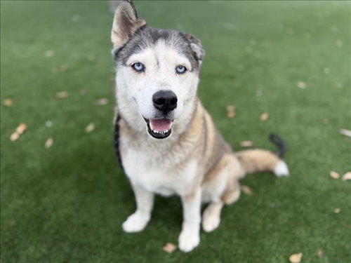 Khaleesi, Siberian Husky (medium coat)