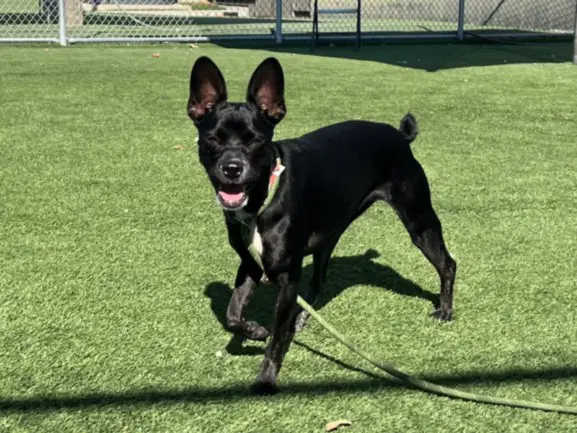 Twitch - Labrador Retriever