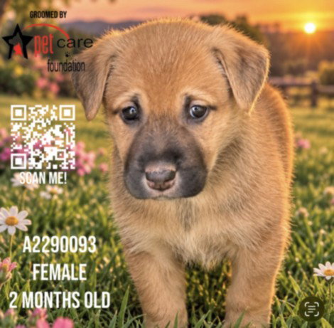 LEMONADE, a dog for adoption from North Central Animal Care and Control