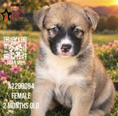 ORANGE BANG, a dog for adoption from North Central Animal Care and Control