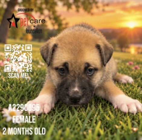 LONG ISLAND, a dog for adoption from North Central Animal Care and Control