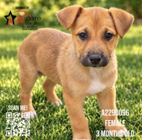 MARTINI, a dog for adoption from North Central Animal Care and Control