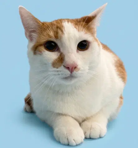 Nacho - Domestic Short Hair