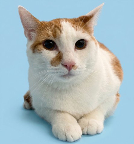 NACHO, a cat for adoption from North Central Animal Care and Control