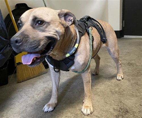 BUDDY, a dog for adoption from North Central Animal Care and Control