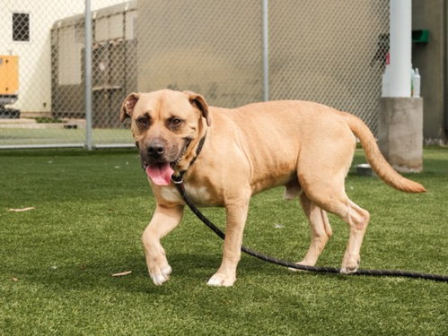 Buddy, American Pit Bull Terrier (medium coat)