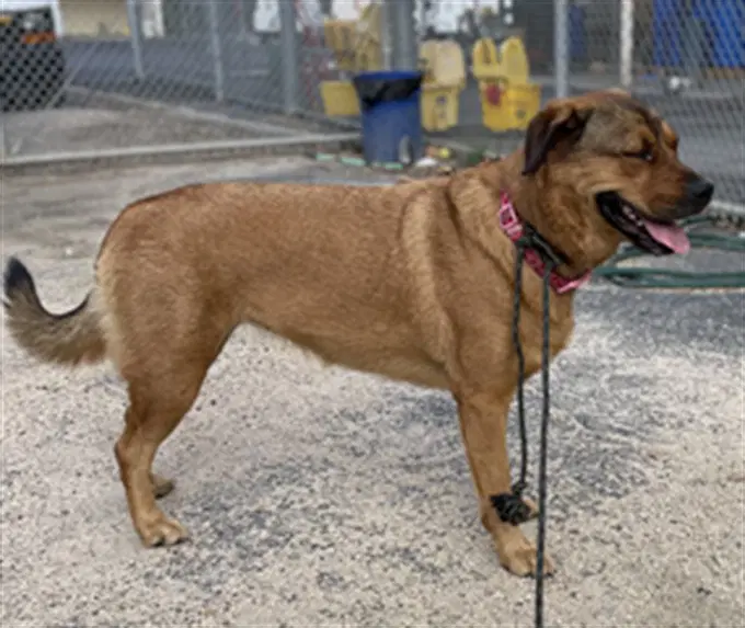 Noelle - Rottweiler