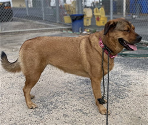 NOELLE, a dog for adoption from North Central Animal Care and Control