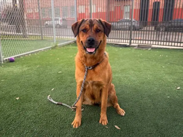 Noelle - Rottweiler
