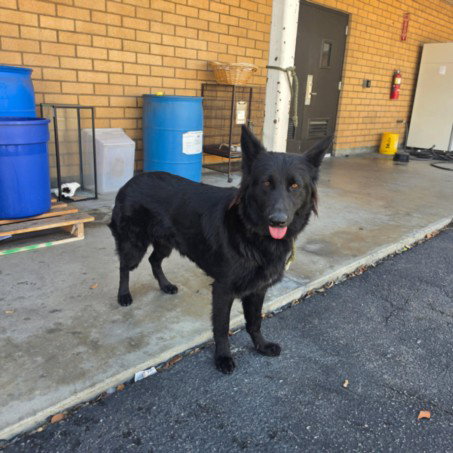 DAISY, a dog for adoption from North Central Animal Care and Control