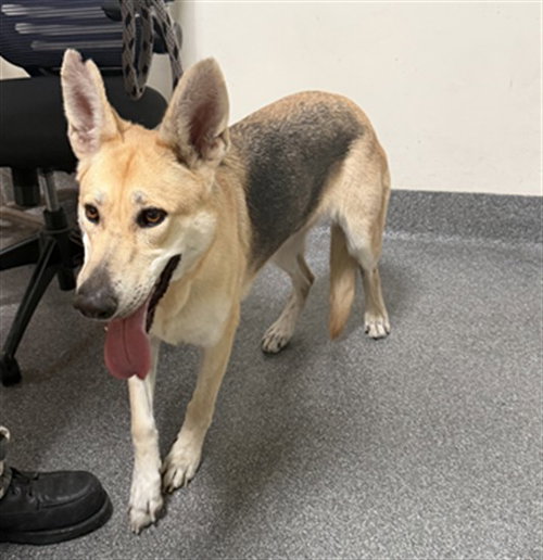 SADE, a dog for adoption from North Central Animal Care and Control