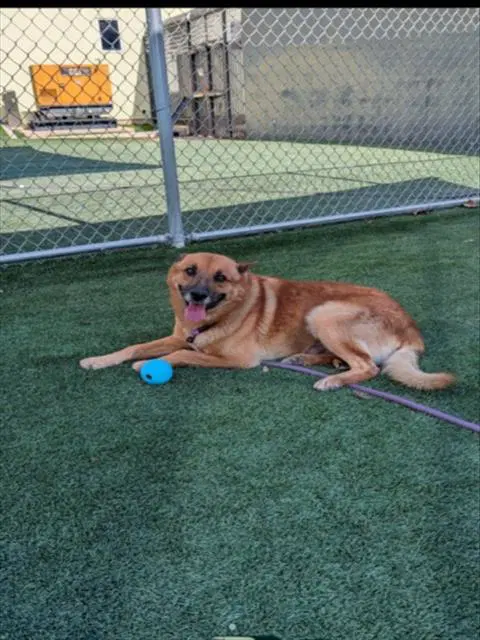 Sauerkraut - German Shepherd Dog