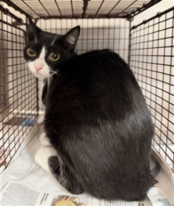 ZUMA, a cat for adoption from North Central Animal Care and Control
