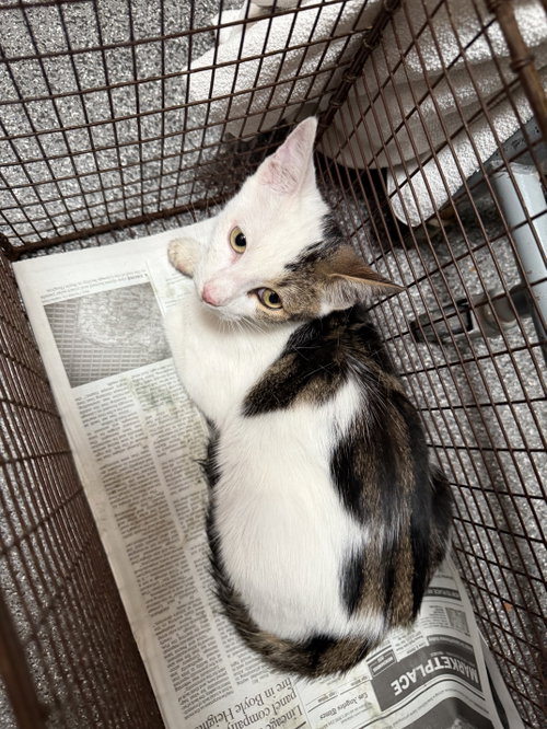 A2299199, a cat for adoption from North Central Animal Care and Control