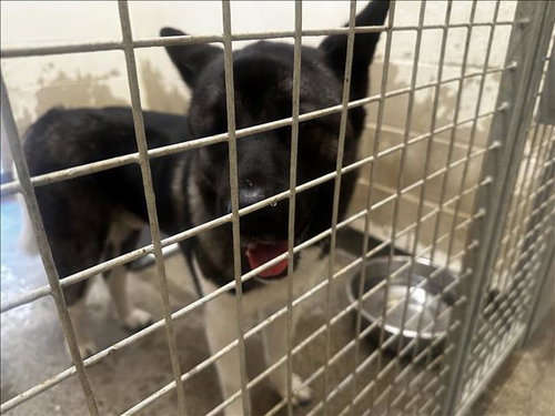 INKU, a dog for adoption from North Central Animal Care and Control