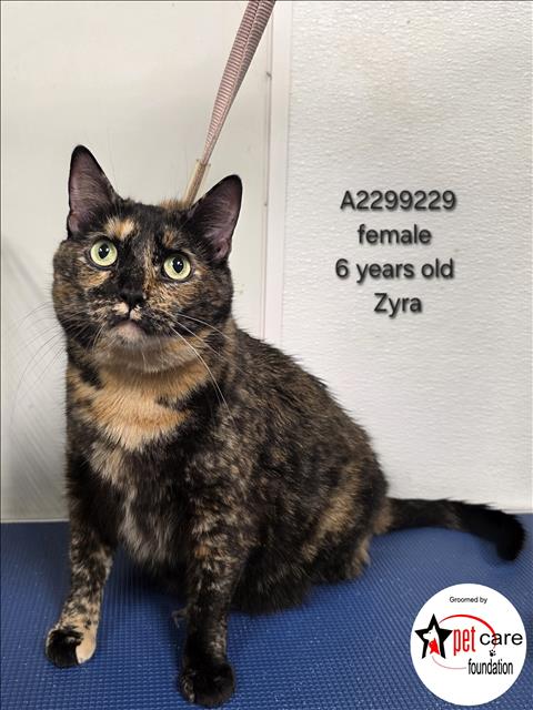Zyra, Domestic Medium Hair (medium coat)