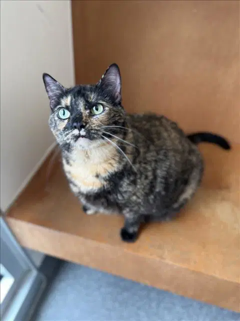 Zyra - Domestic Medium Hair