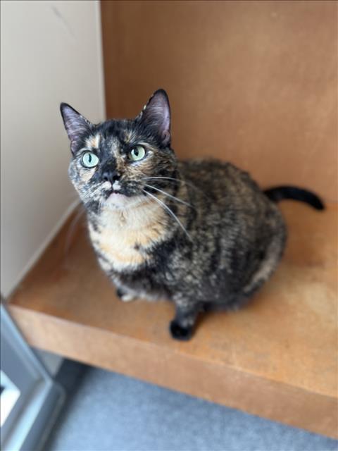 Zyra, Domestic Medium Hair (medium coat)