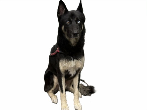 GABRIEL, a dog for adoption from North Central Animal Care and Control