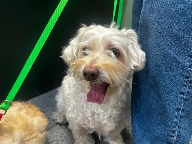 Troop - Poodle (Miniature)