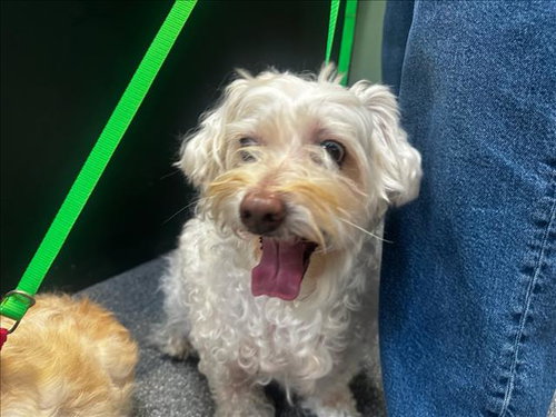 TROOP, a dog for adoption from North Central Animal Care and Control
