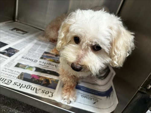 LOLA, a dog for adoption from North Central Animal Care and Control