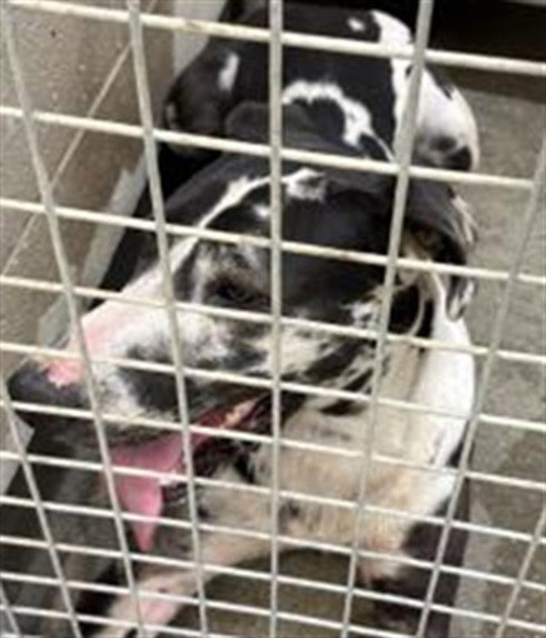 MOOSE, a dog for adoption from North Central Animal Care and Control