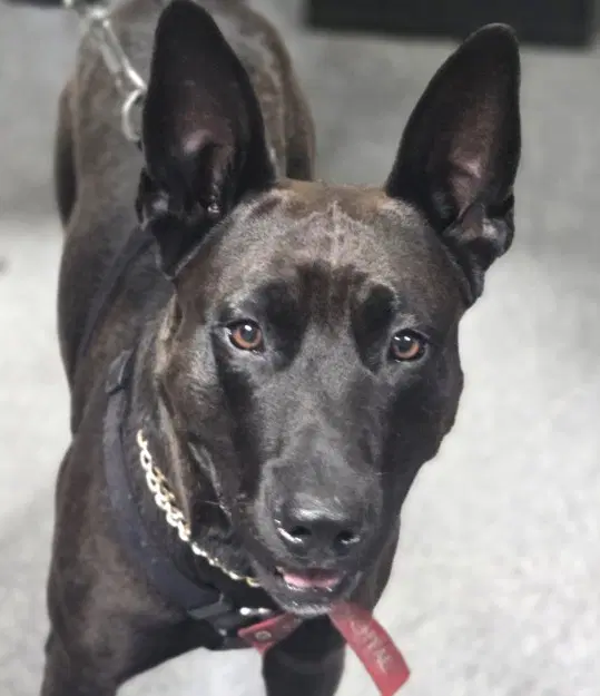 Spike - Belgian Shepherd Malinois
