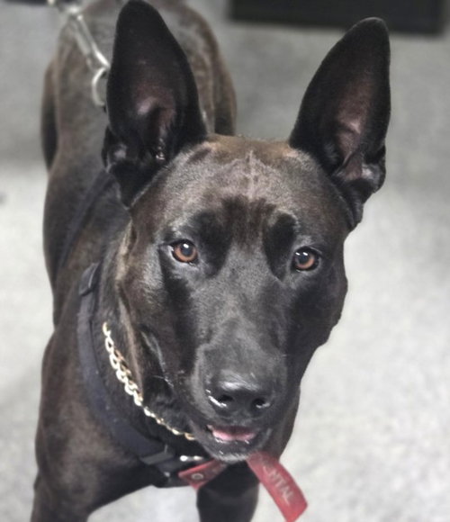 SPIKE, a dog for adoption from North Central Animal Care and Control