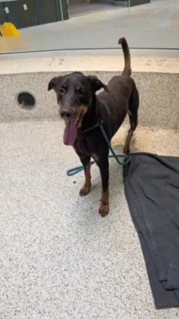 Hersheys - Doberman Pinscher