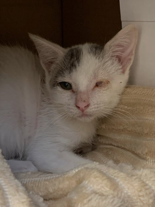 Odin, Domestic Short Hair (medium coat)