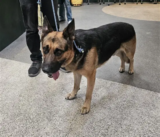 James Gunn - German Shepherd Dog