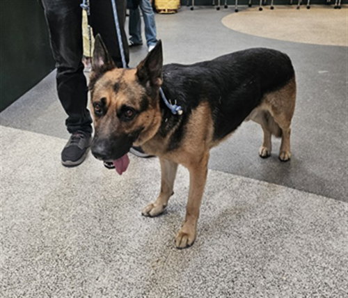 James Gunn, German Shepherd Dog (medium coat)