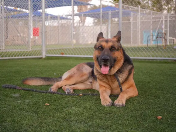 James Gunn - German Shepherd Dog