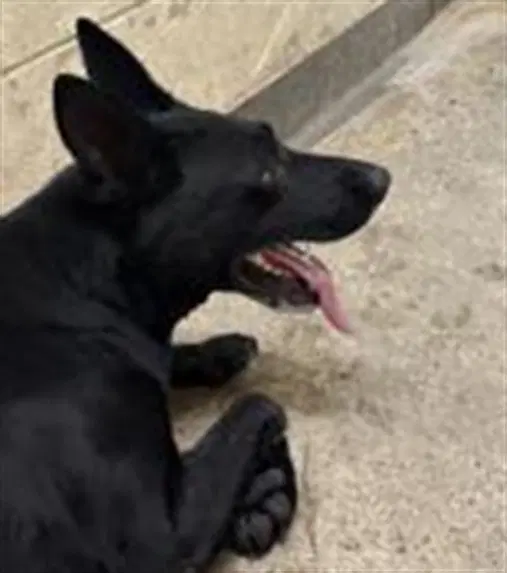 Lauren Hill - German Shepherd Dog