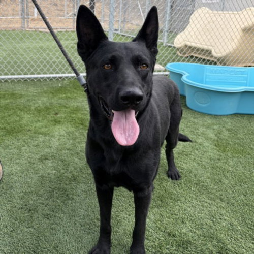 Lauren Hill, German Shepherd Dog (medium coat)