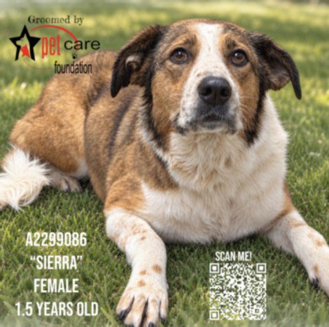 Sierra, German Shepherd Dog / Labrador Retriever / Mixed (medium coat)