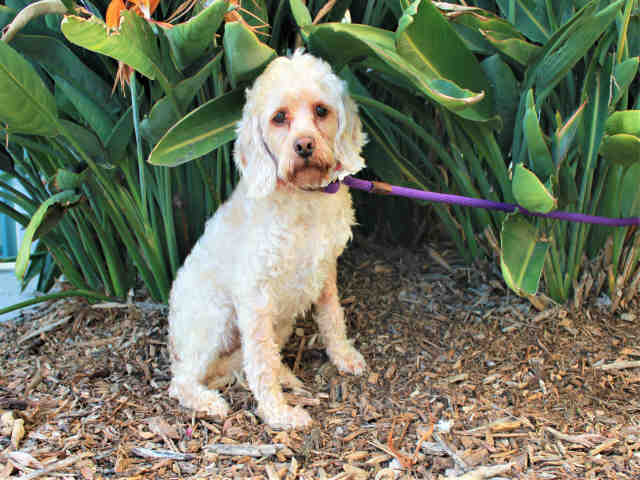 Otis - Cocker Spaniel