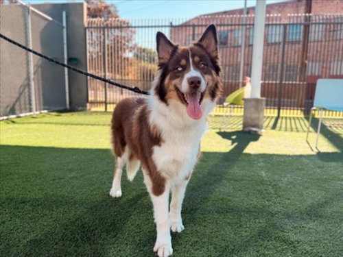 Autumn, Border Collie / Mixed (medium coat)