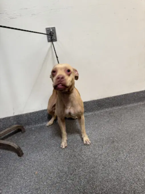 Diana - Pit Bull Terrier
