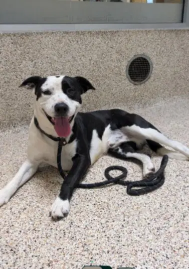 Guinness - Pit Bull Terrier