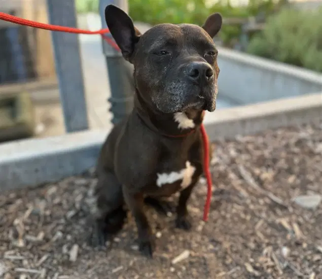 Eli - Pit Bull Terrier