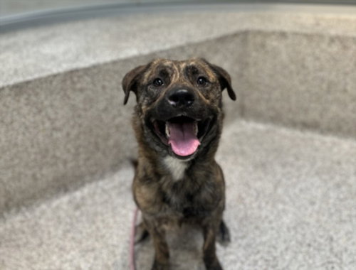 Roscoe, Dutch Shepherd / Pit Bull Terrier / Mixed (medium coat)