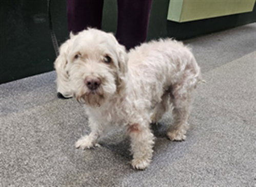 Matcha, Maltese / Poodle (Miniature) / Mixed (medium coat)