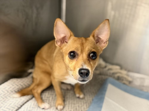 ASIA, a dog for adoption from North Central Animal Care and Control