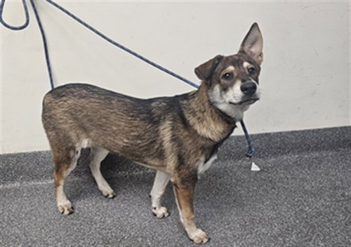 SANDRA, a dog for adoption from North Central Animal Care and Control